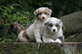 BERGER AUSTRALIEN PUPPIES 834